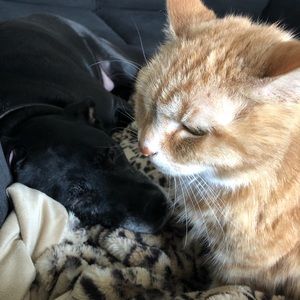 Meet your Posher, Sylvia